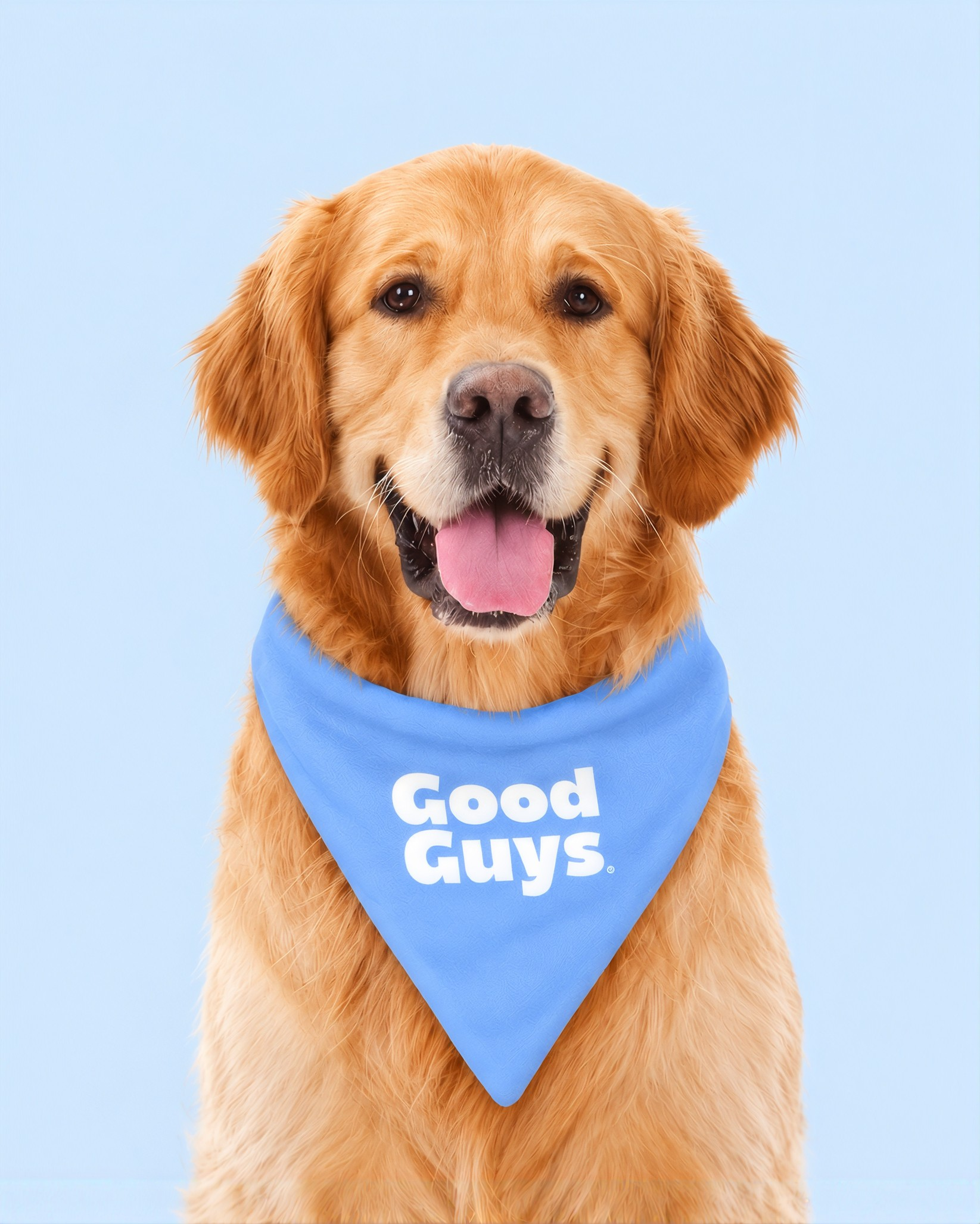 Golden retriever con bandana azul Good Guys