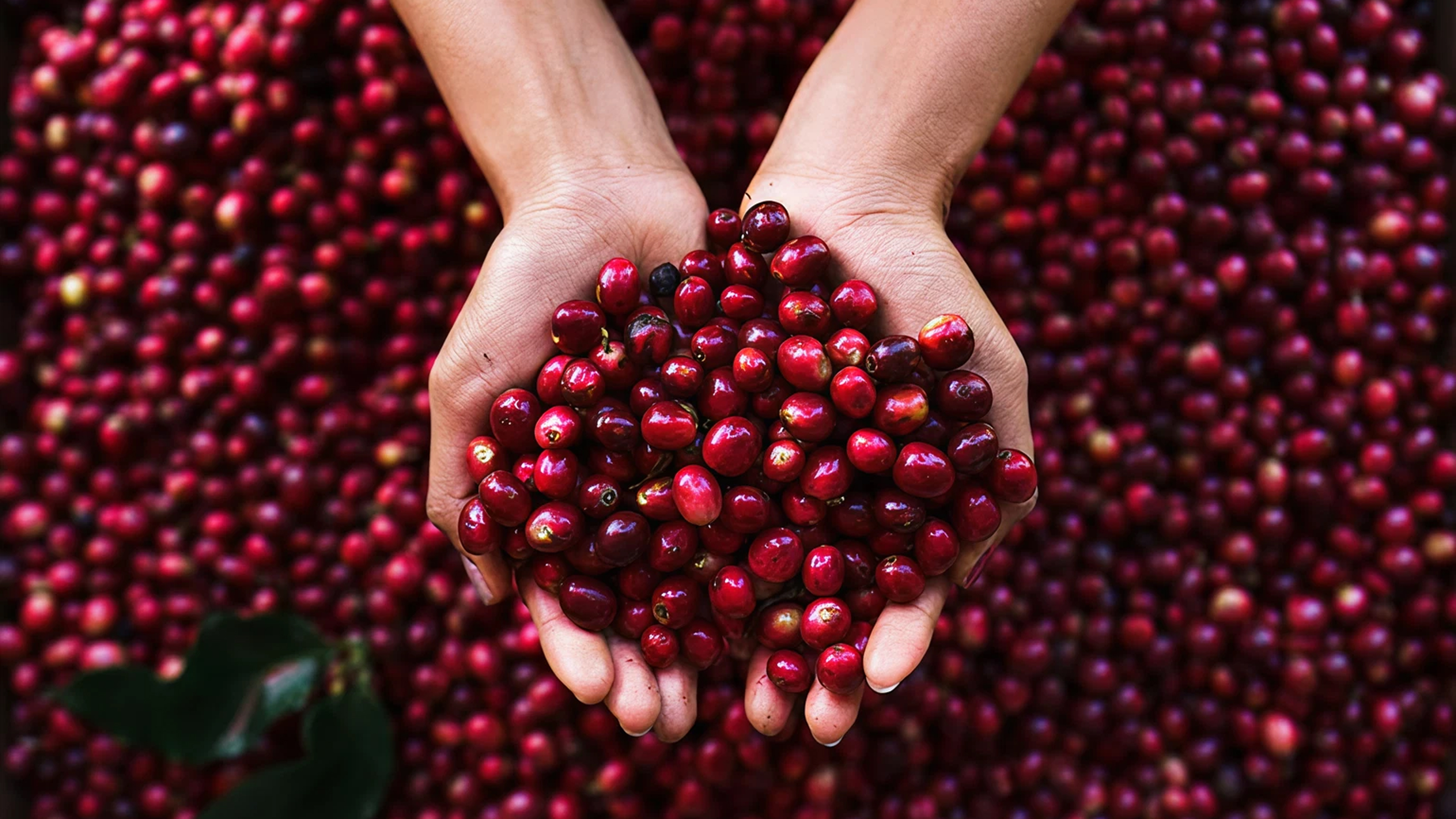 Cerezas de café Origen